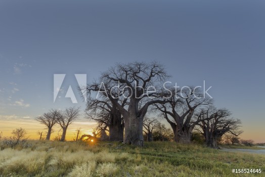 Image de Sunrise at Baines Baobabs